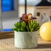 Artificial Plants Cute Colourful Succulents in Ceramic Planter Fake Plant Flowers Potted for Home Living Room Office Desk Decor Bathroom Bedroom Indo